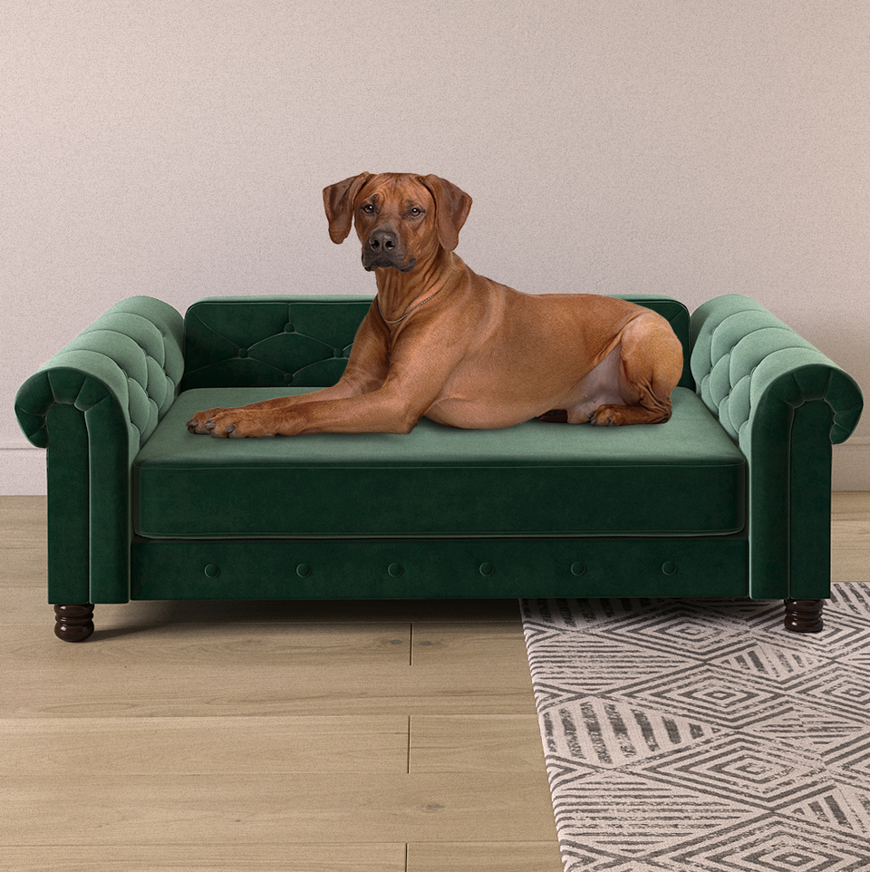 collections/dog-furniture.png